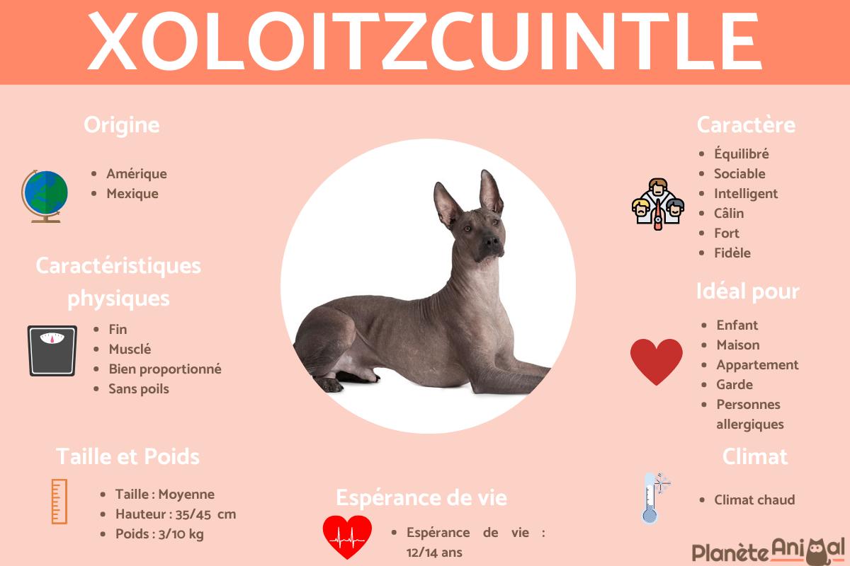 Xoloitzcuintle ou chien nu mexicain
