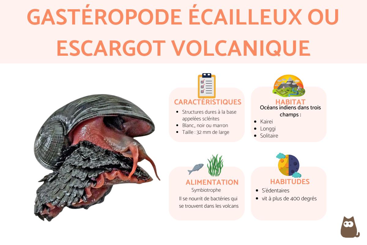 Gastéropode écailleux ou escargot volcanique