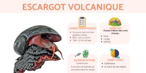 Gastéropode écailleux ou escargot volcanique