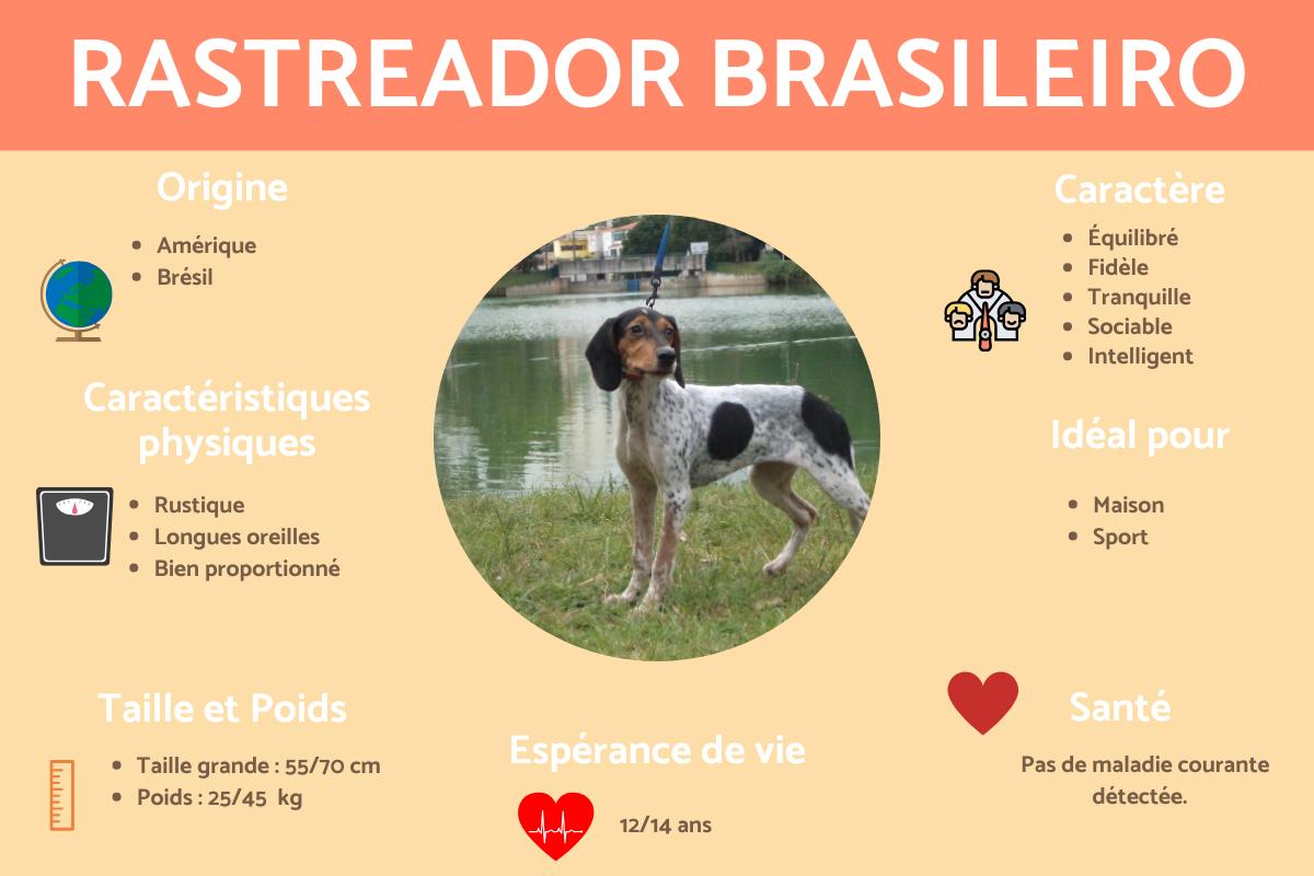 Rastreador Brasileiro (Pisteur brésilien)