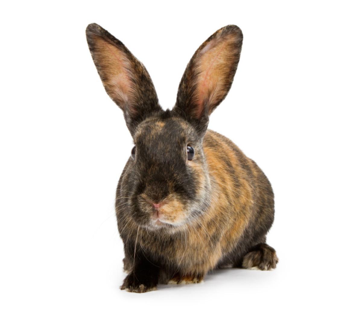 Lapin japonais