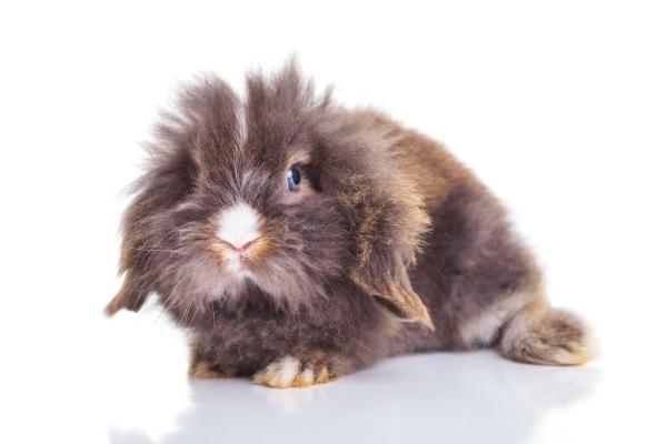 Lapin Mini lion lop