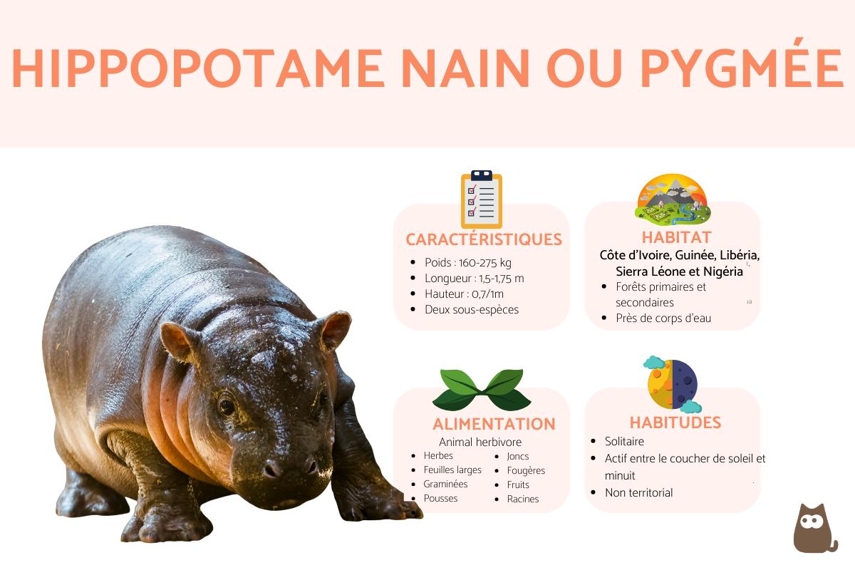 Hippopotame nain ou pygmée - Caractéristiques et Alimentation, image size:1200x800