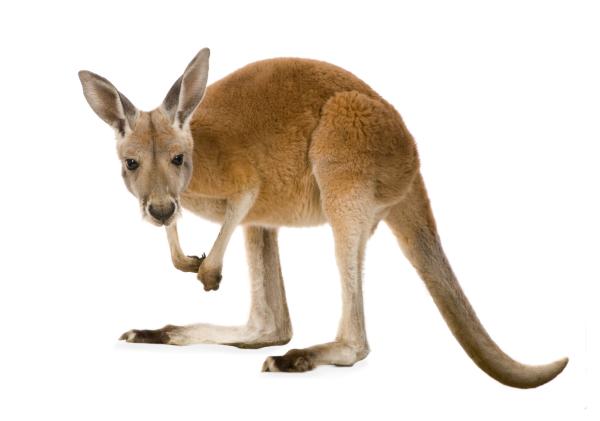 Kangourou roux