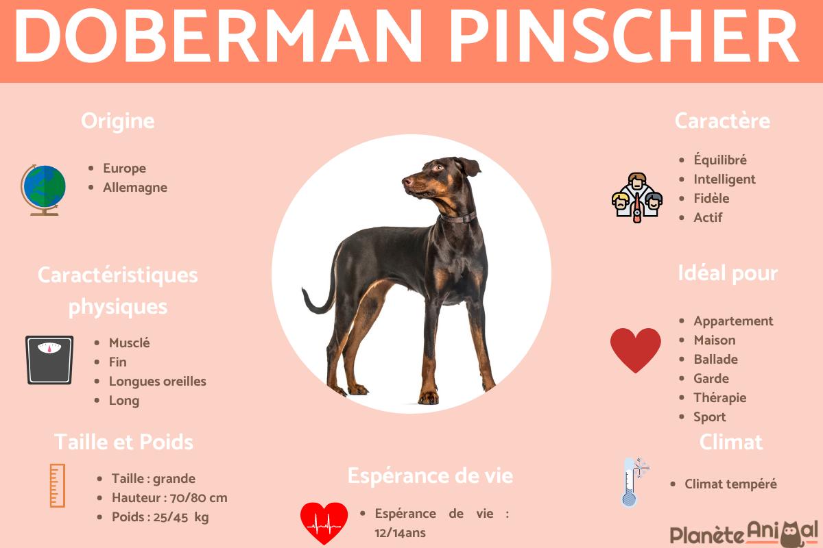 Doberman pinscher