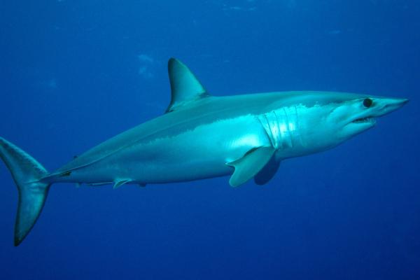 Requin mako
