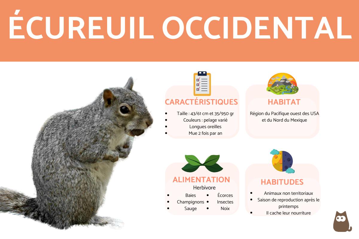 Ecureuil occidental ou écureuil gris