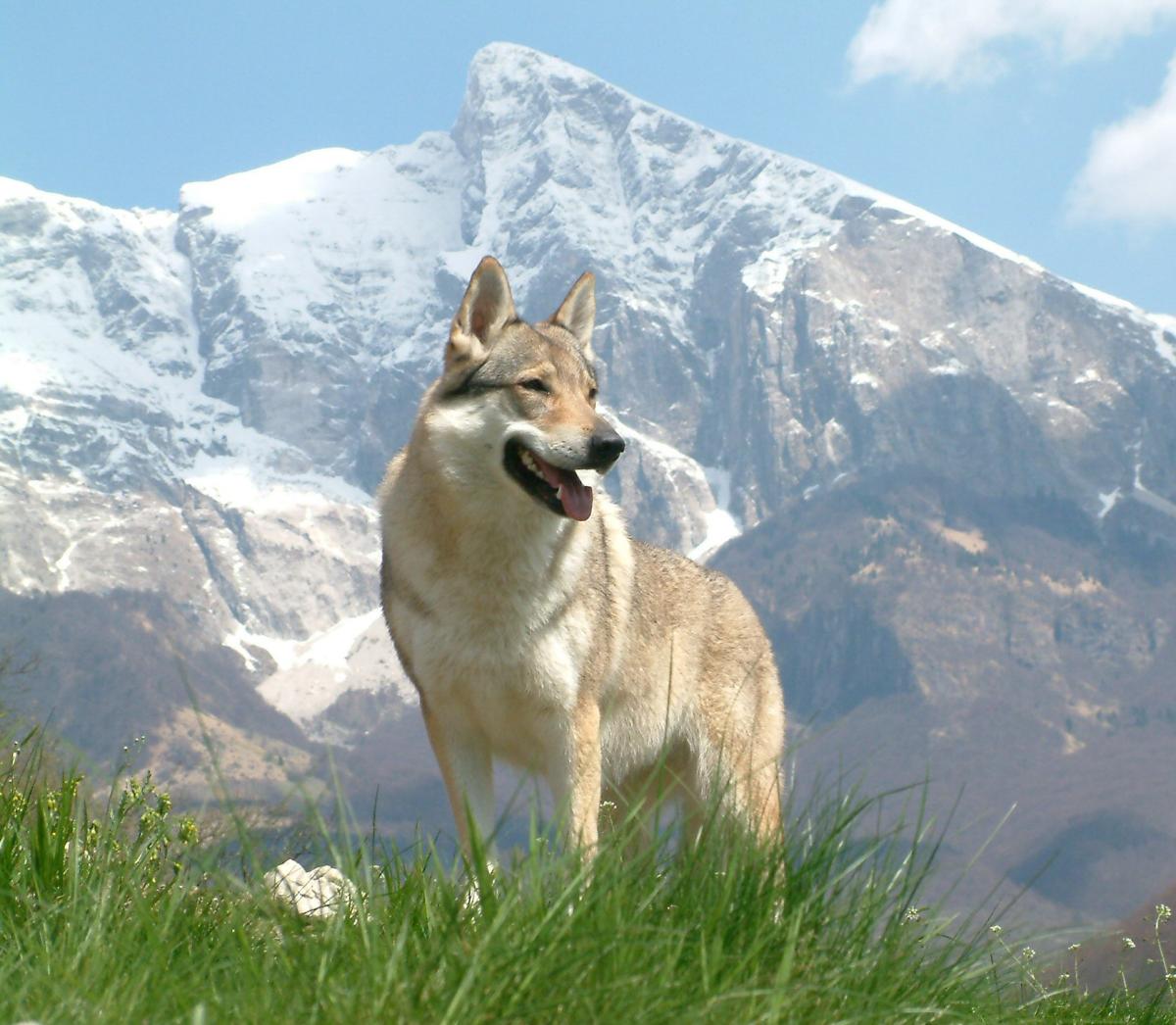 Chien-loup de Saarloos