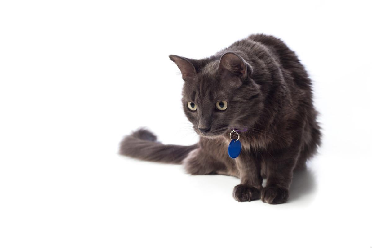 Nebelung