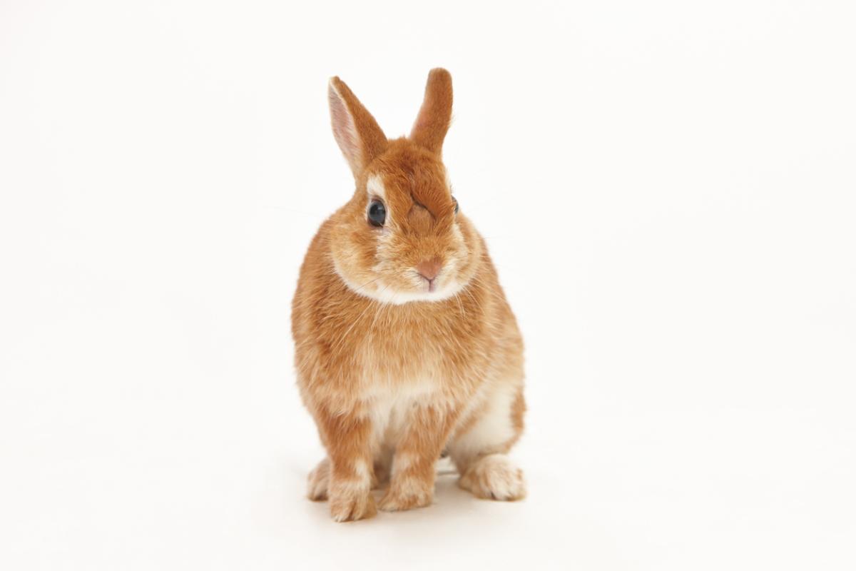 Lapin nain de couleur