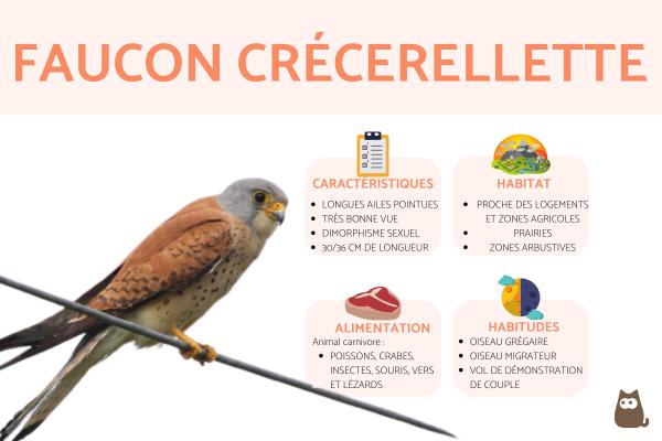 Faucon crécerellette