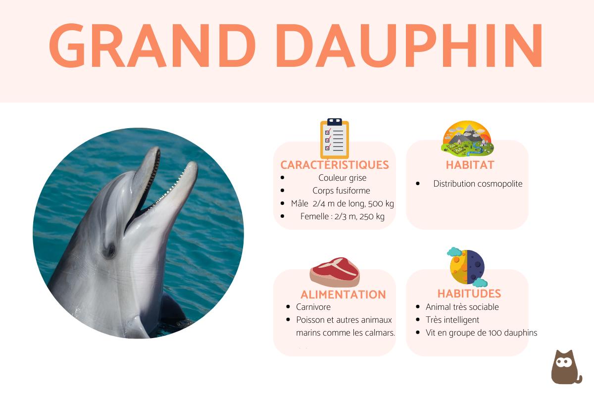 Grand dauphin Comportement et Caractéristiques — free download