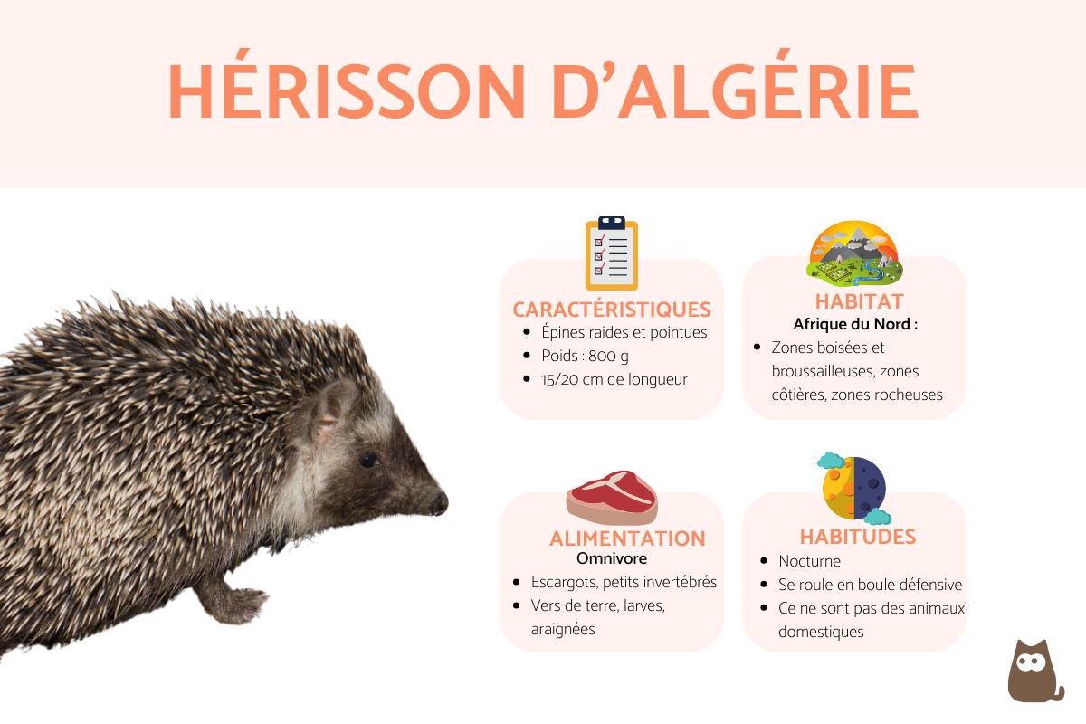 Hérisson d'Algérie