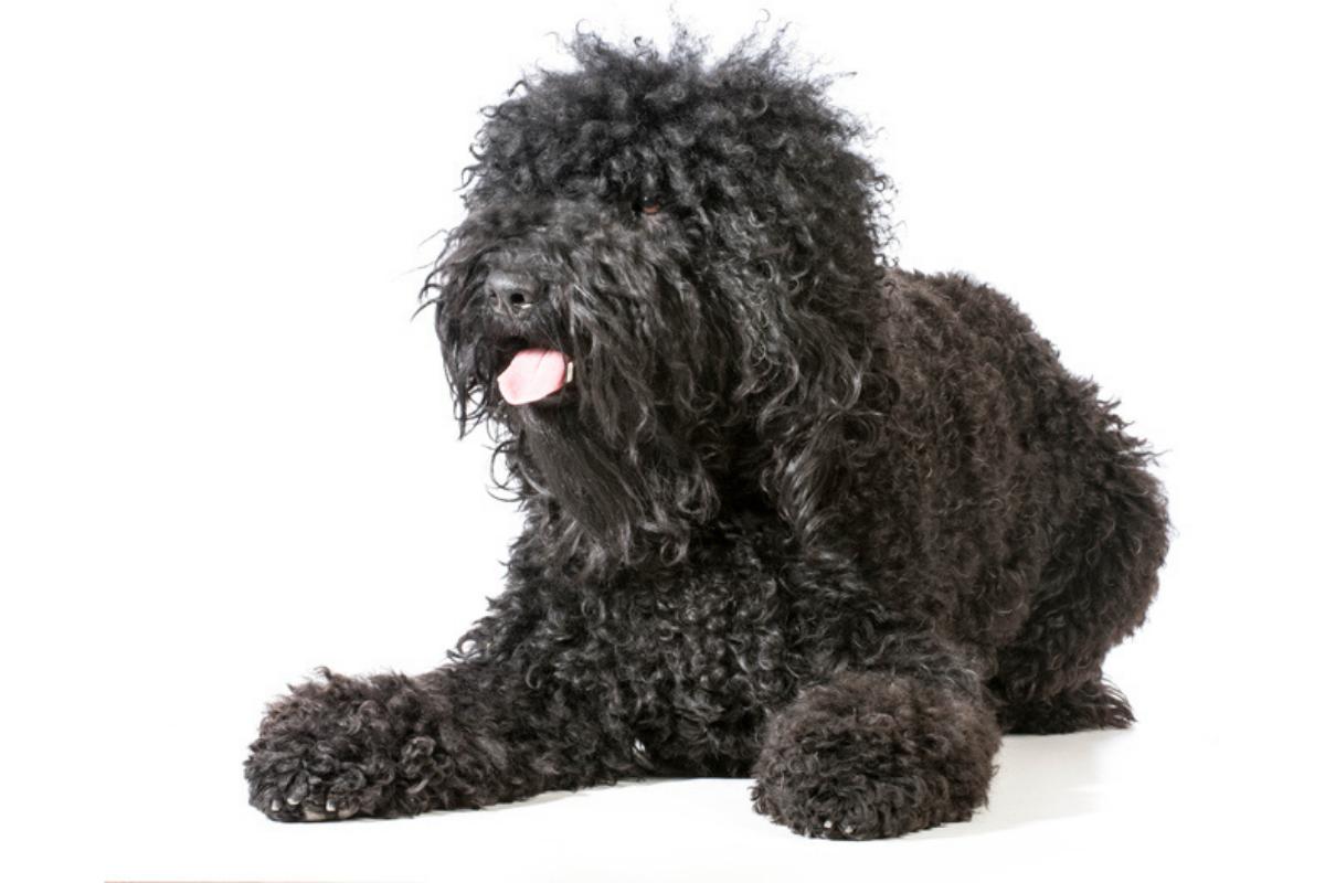 Barbet