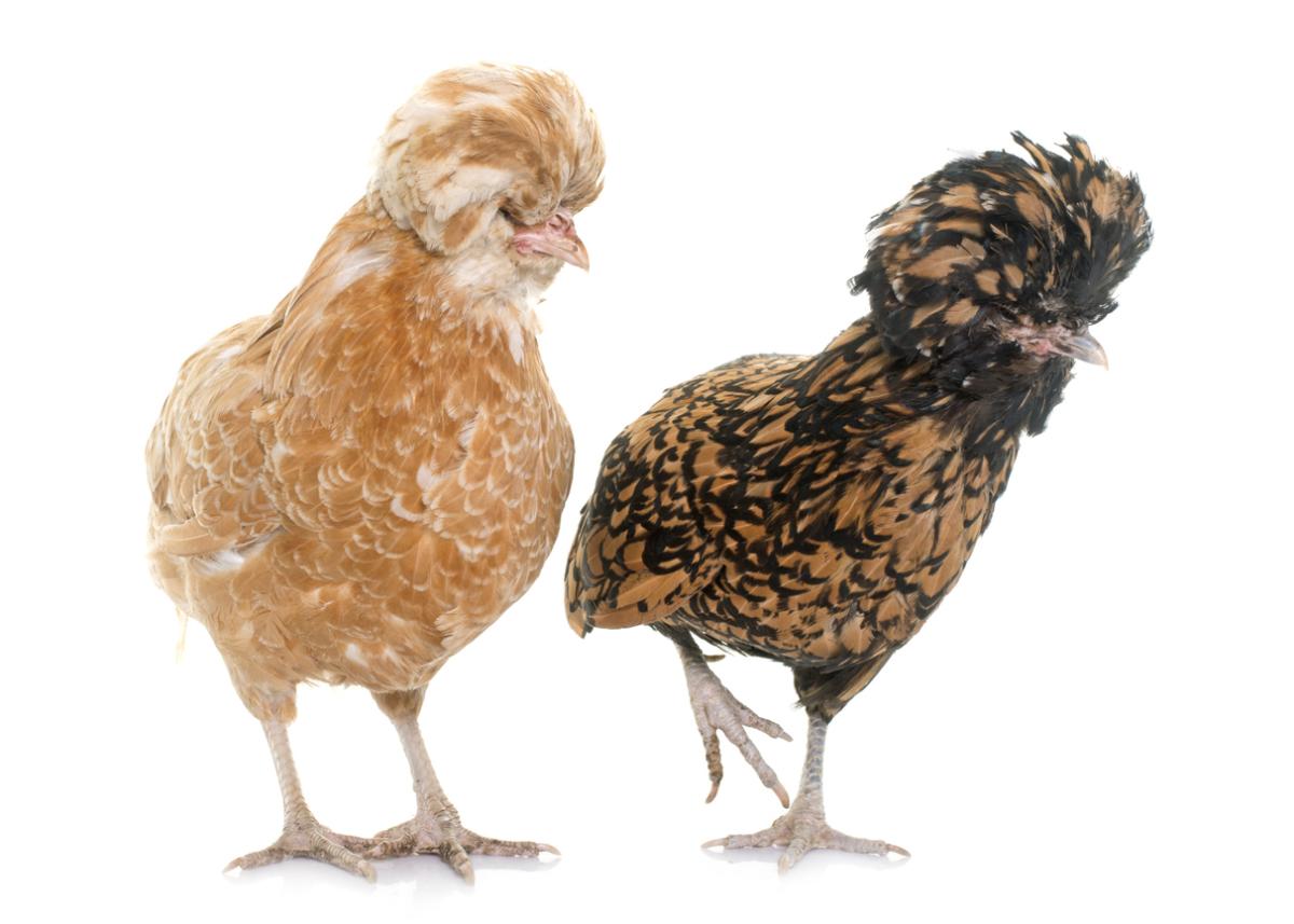 Poule de Padoue