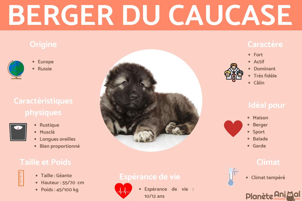 Berger du Caucase ou berger caucasien