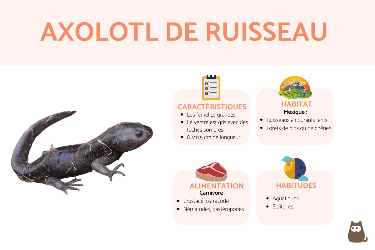 Axolotl de ruisseau (Ambystoma rivulare)