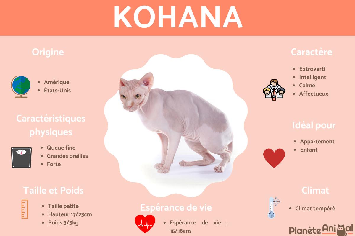Kohana