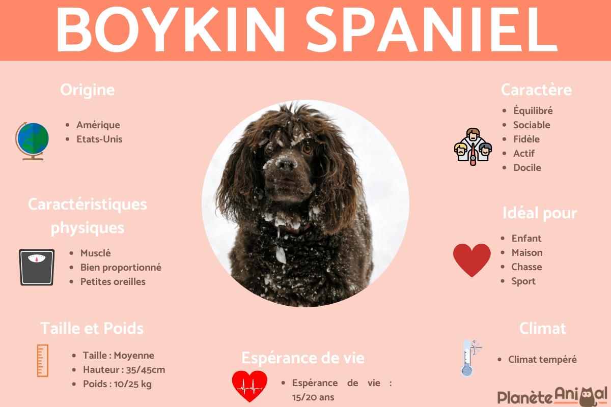 Boykin Spaniel