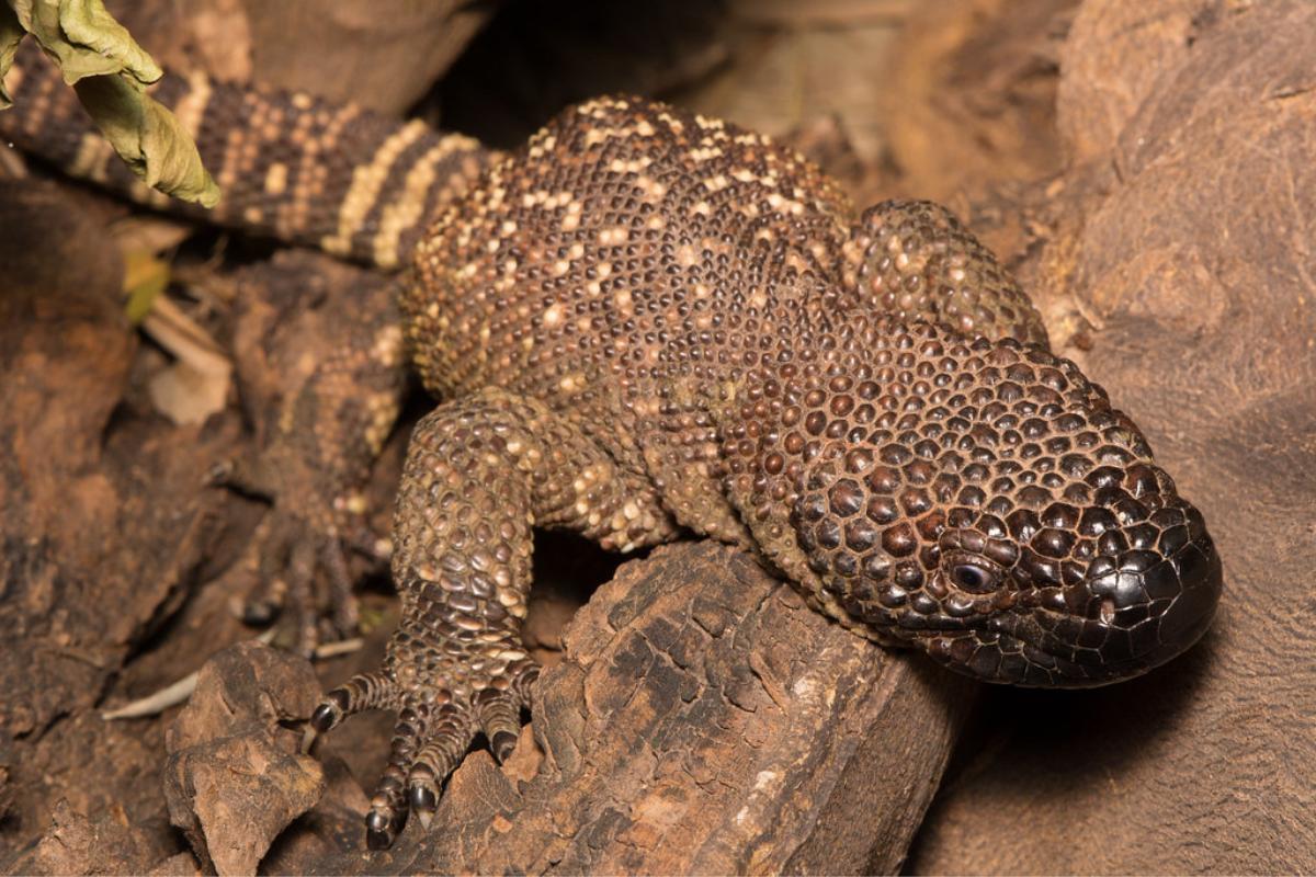 Lézard perlé