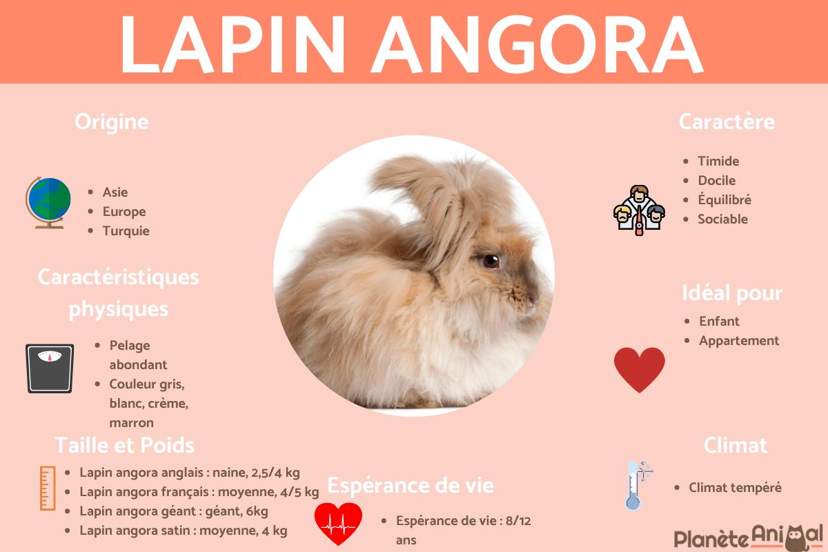 Lapin angora
