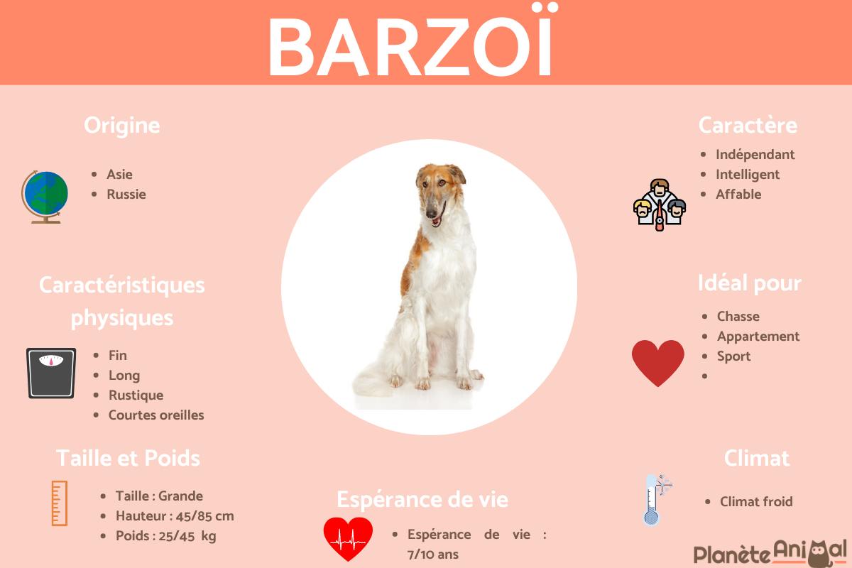 Barzoï ou lévrier russe