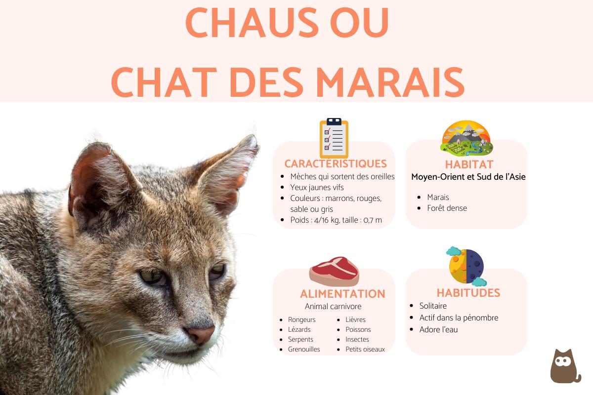 Chaus ou chat des marais (Felis chaus)