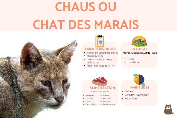 Chaus ou chat des marais (Felis chaus)