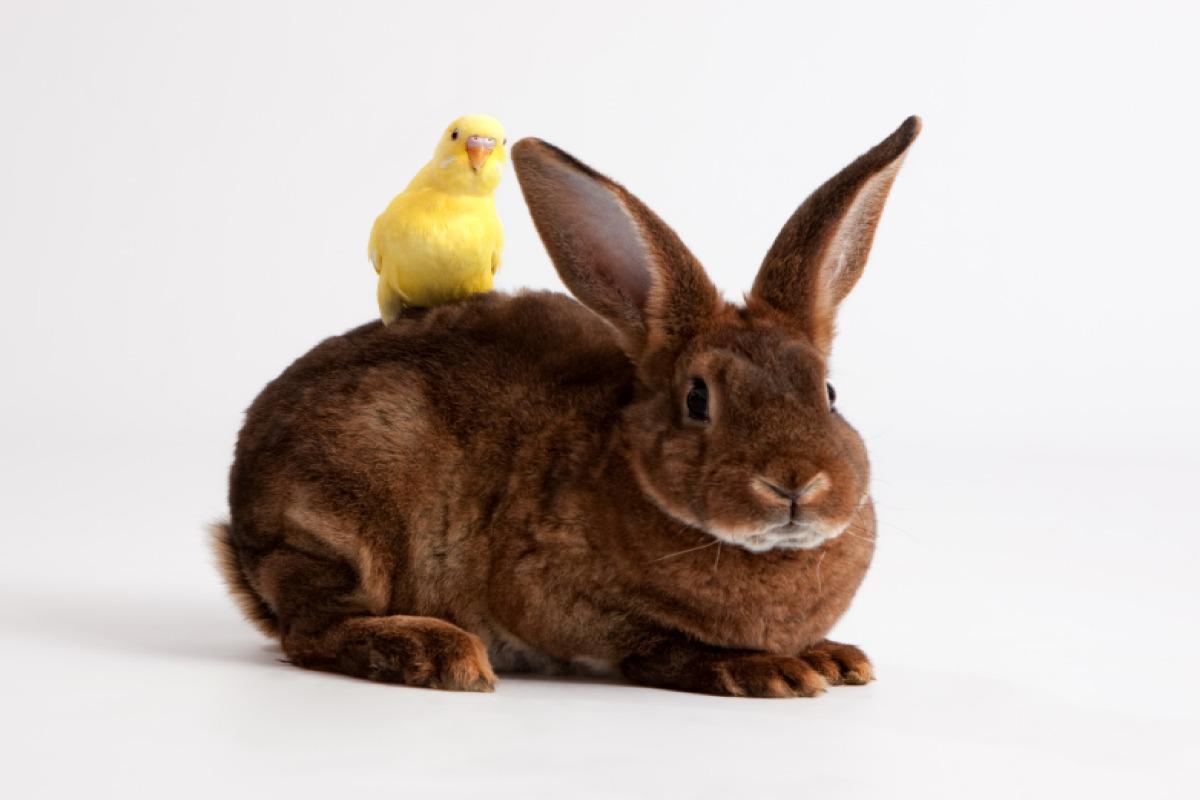 Lapin rex