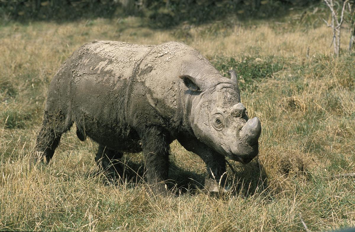 Rhinocéros de Sumatra