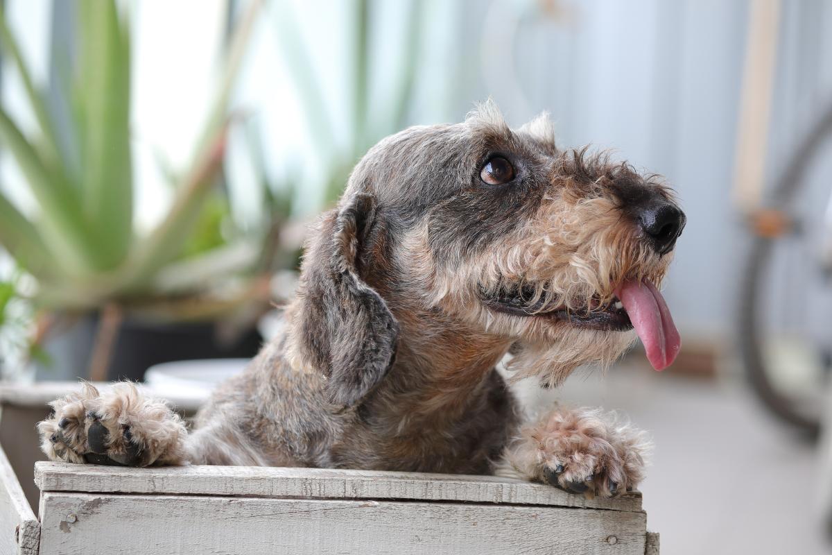 Teckel / Dachshund / chien bois - Décoration