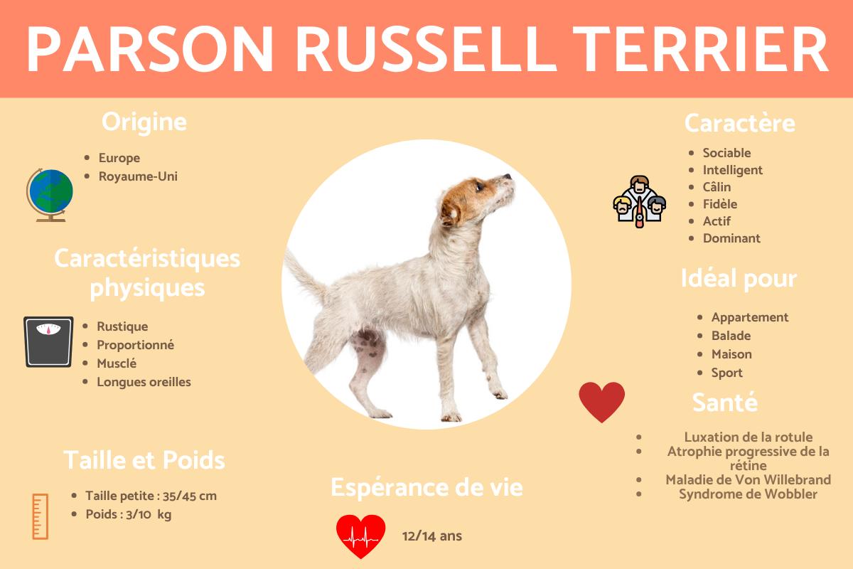 Parson Russell terrier