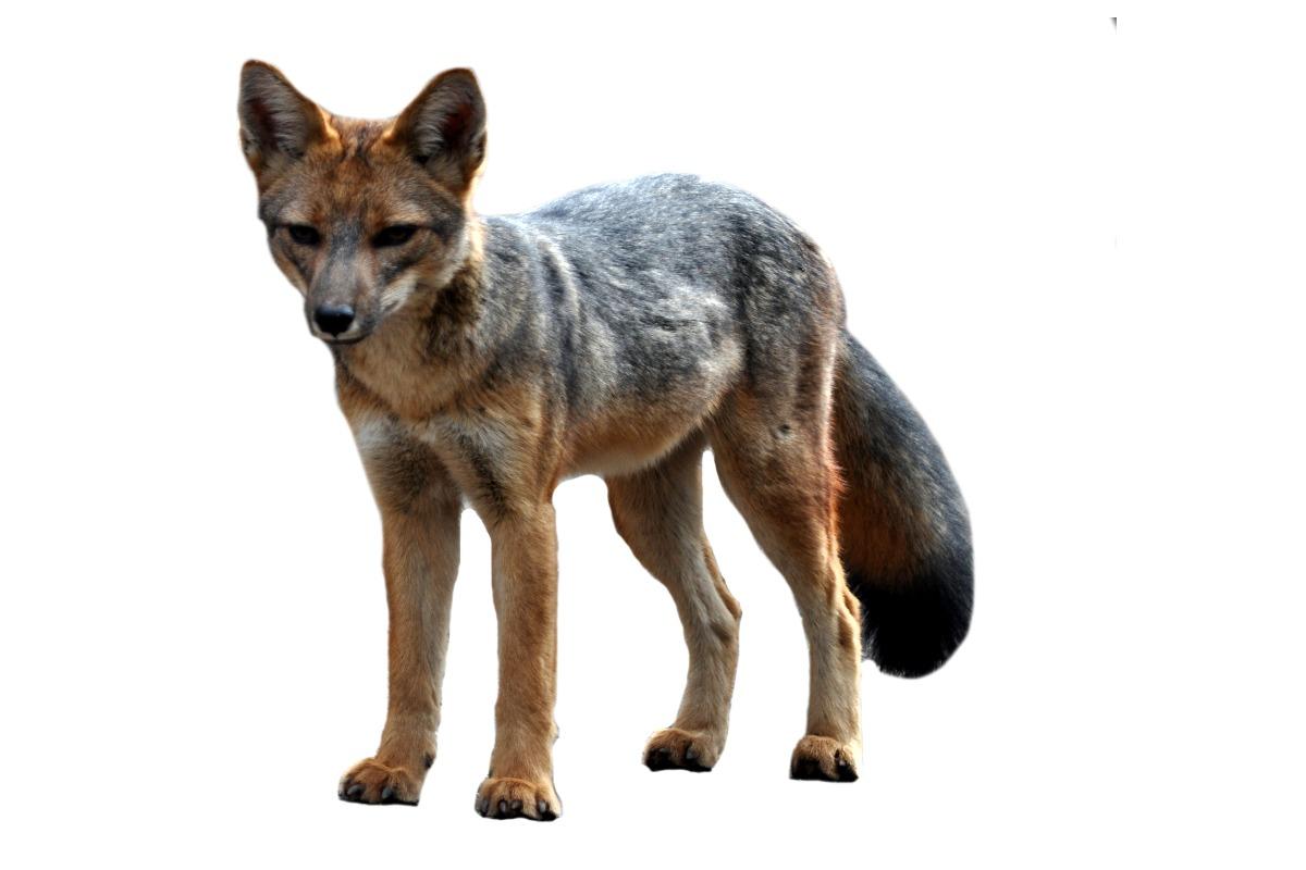 Renard de Magellan