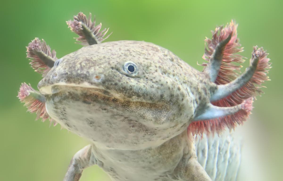 Axolotl mexicain