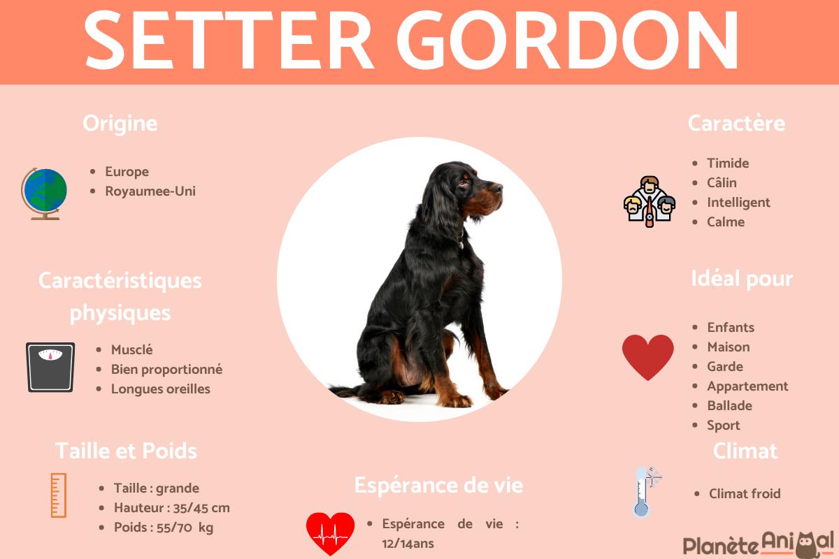 Setter Gordon ou Setter écossais
