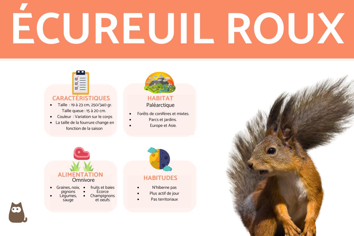 Ecureuil roux