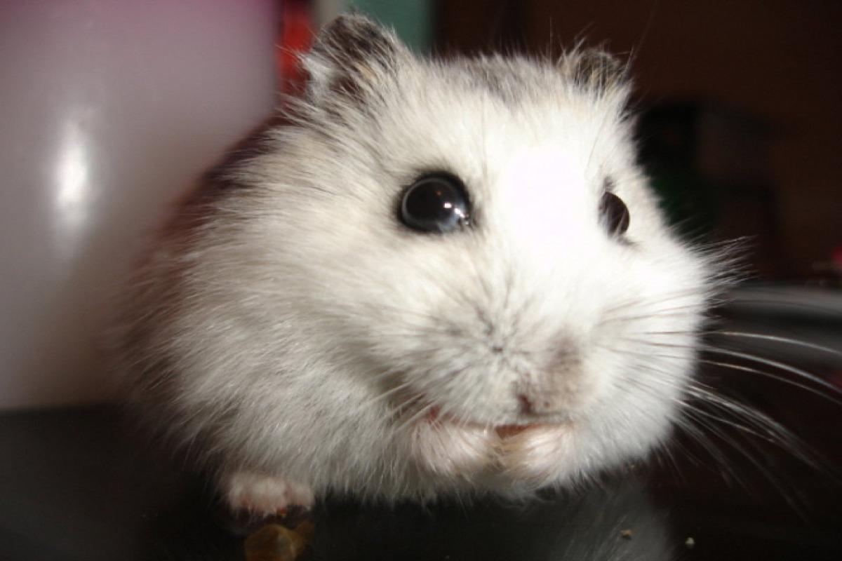 Hamster russe