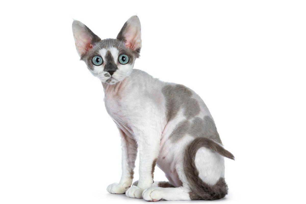 Devon rex