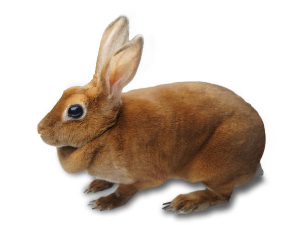 Lapin mini-rex