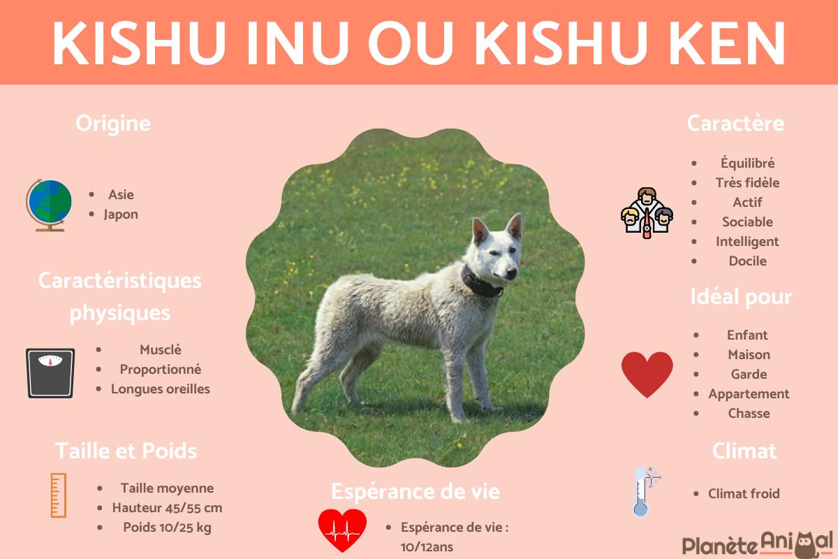 Kishu Inu ou Kishu Ken - Origines, Caractéristiques et Soins