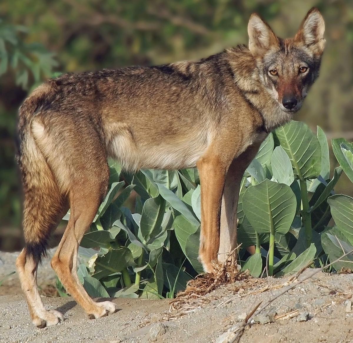 Le loup d'Arabie