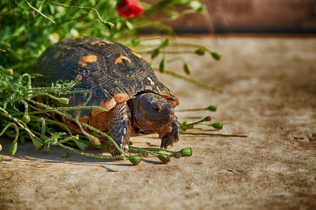 Tortue d'Hermann