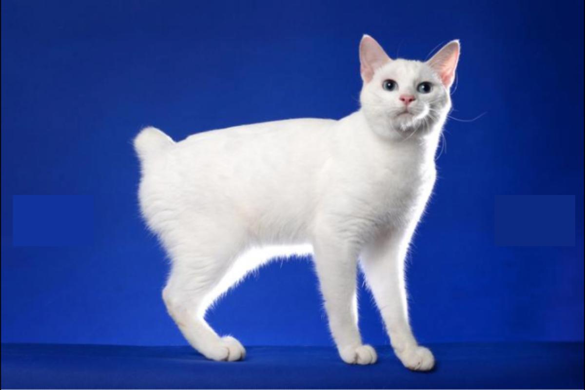 Bobtail japonais