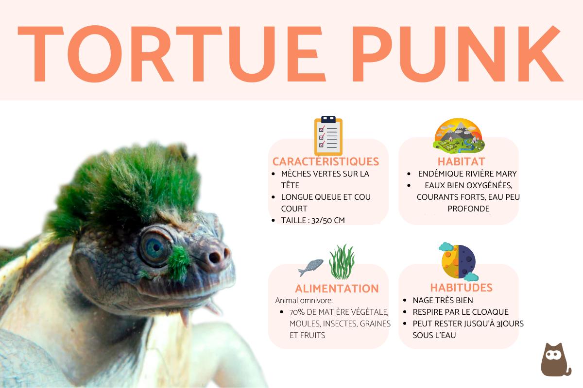 Tortue punk