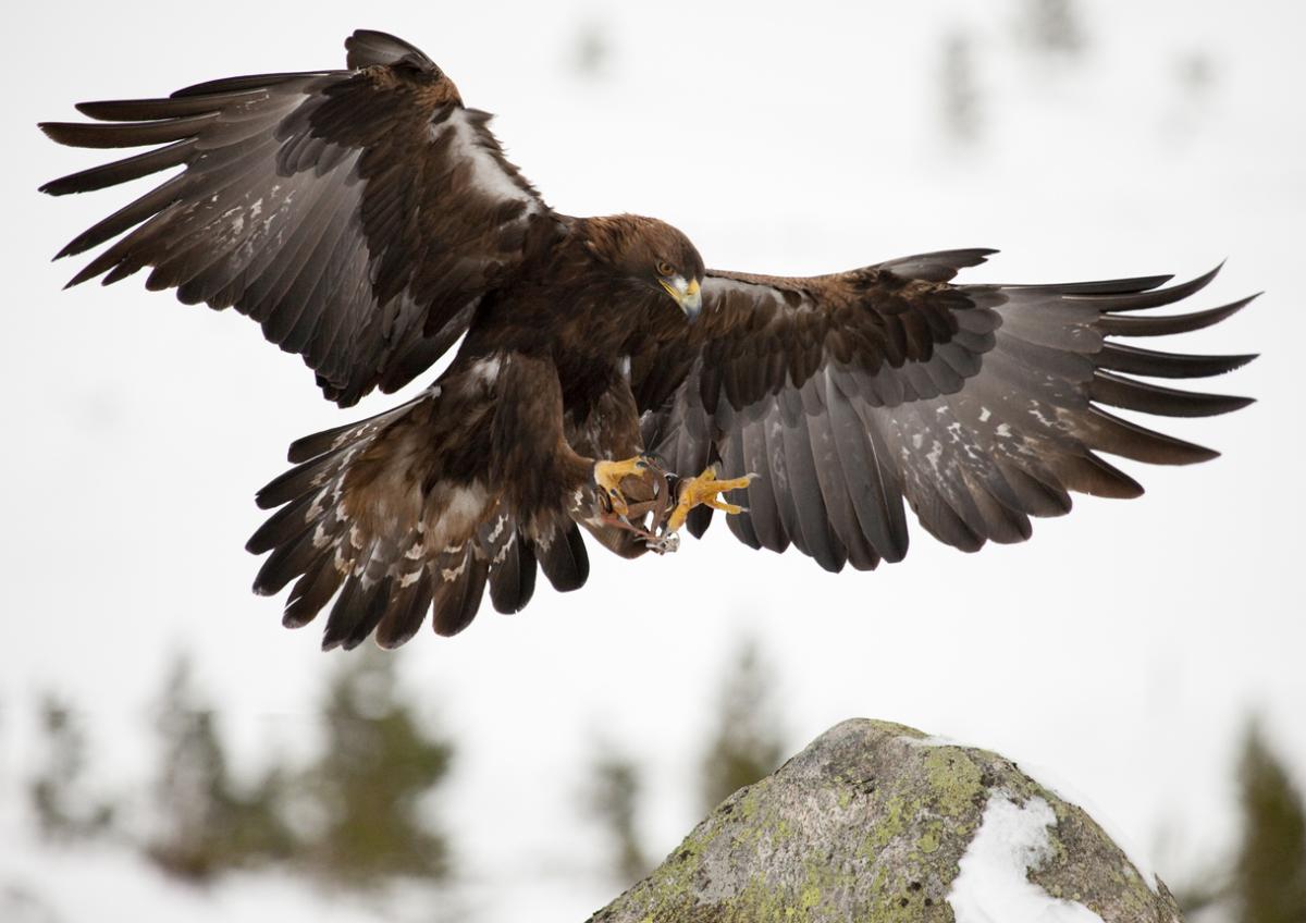 Aigle royal ou aigle doré