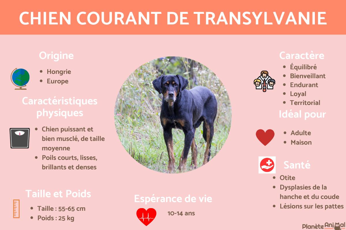 Chien courant de Transylvanie