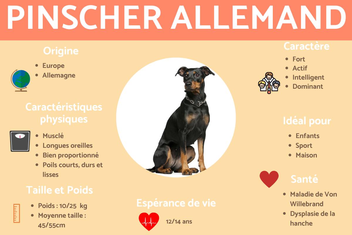 Pinscher allemand