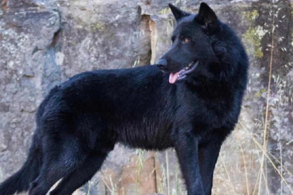 Calupoh ou chien-loup mexicain