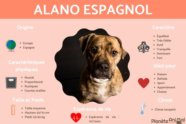Alano espagnol