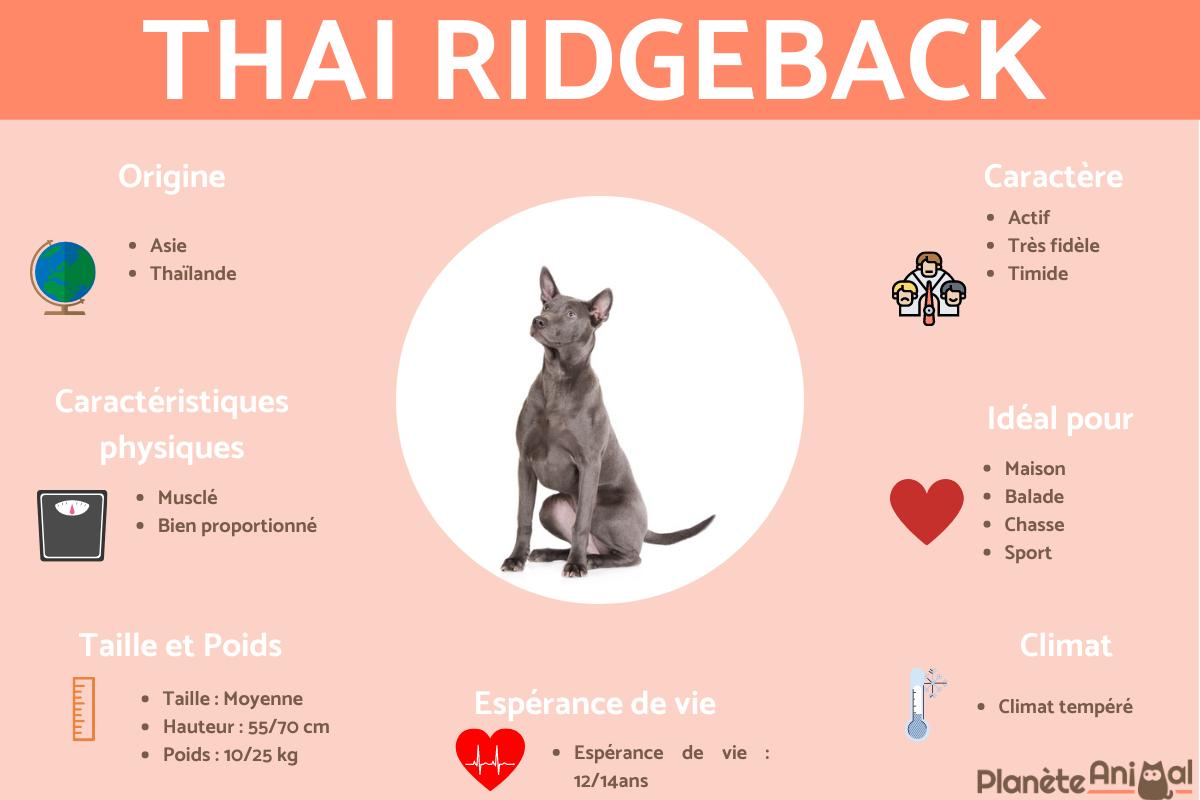 Thai ridgeback ou le chien thaïlandais à crête dorsale